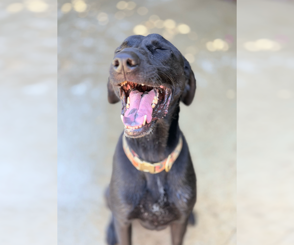 Medium Photo #3 Labrador Retriever-Unknown Mix Puppy For Sale in Marina Del Rey, CA, USA