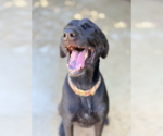 Small #2 Labrador Retriever Mix