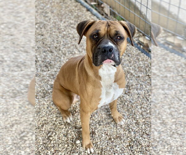 Medium Photo #3 Boxer Puppy For Sale in Austin, TX, USA