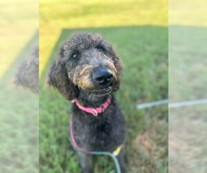 Labradoodle Dogs for adoption in Pacolet, SC, USA