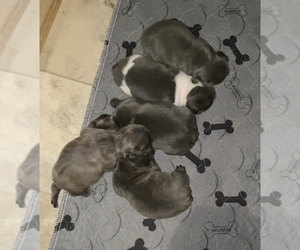 French Bulldog Puppy for sale in CAMBRIDGE, MD, USA