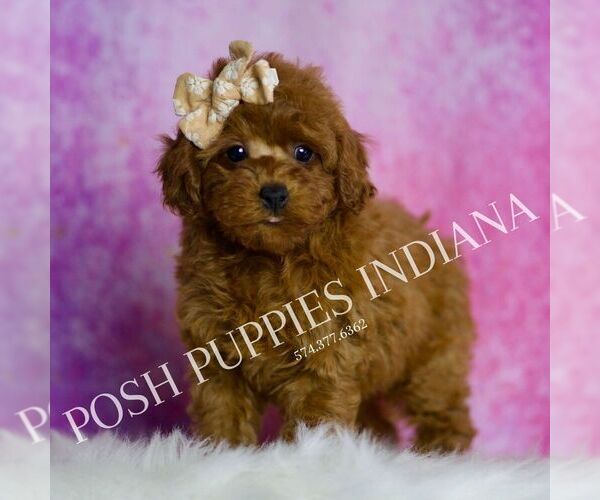 Medium Photo #4 Poodle (Toy) Puppy For Sale in WARSAW, IN, USA