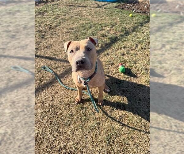 Medium Photo #2 Mutt Puppy For Sale in Louisville, KY, USA