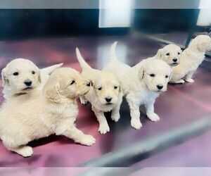 Goldendoodle Puppy for sale in LAWRENCE, KS, USA