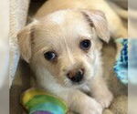 Small #1 Chihuahua Mix