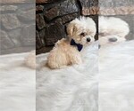 Small Photo #2 Maltipoo Puppy For Sale in PEMBROKE PINES, FL, USA