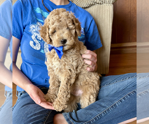 Medium Goldendoodle (Miniature)