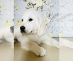 Small Photo #2 English Cream Golden Retriever Puppy For Sale in AMITY, AR, USA