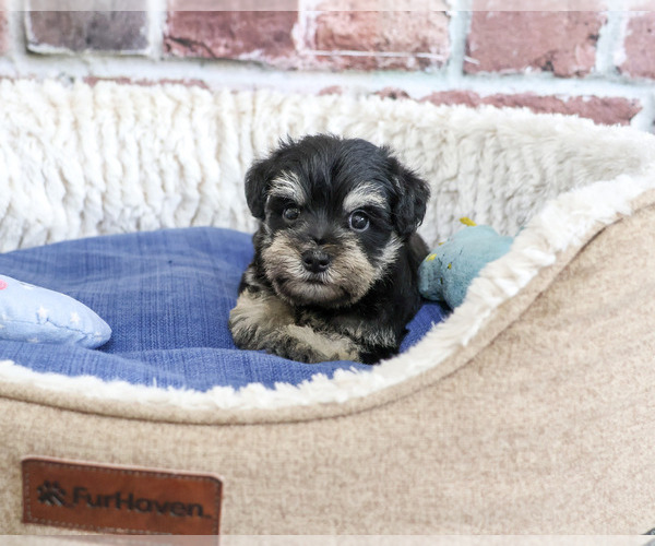Medium Photo #5 Schnauzer (Miniature) Puppy For Sale in SYRACUSE, IN, USA