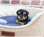 Small #4 Schnauzer (Miniature)