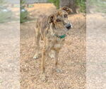 Small #3 Catahoula Leopard Dog Mix