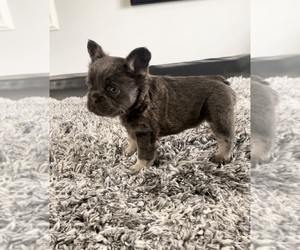 French Bulldog Puppy for sale in BAKER, CA, USA
