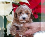 Small #2 Poodle (Miniature)