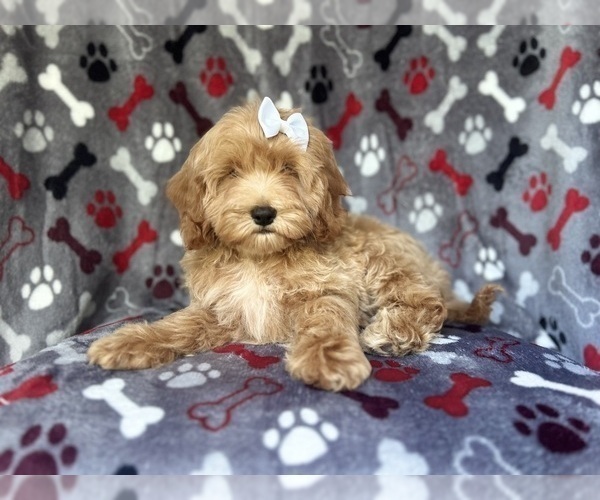 Medium Photo #7 Cock-A-Poo Puppy For Sale in LAKELAND, FL, USA