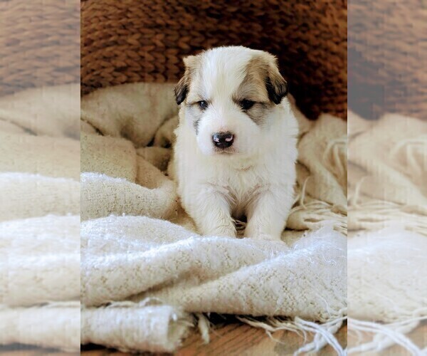 Medium Photo #5 Great Pyrenees Puppy For Sale in FALCON, CO, USA