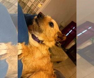 Mutt Dogs for adoption in Holly Springs, NC, USA