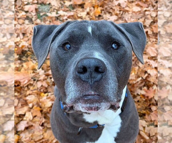 Medium Photo #1 American Pit Bull Terrier-Unknown Mix Puppy For Sale in Jefferson, WI, USA