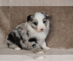 Australian Shepherd Puppy for sale in CHEHALIS, WA, USA