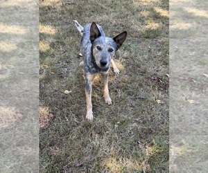 Father of the Texas Heeler puppies born on 07/19/2025
