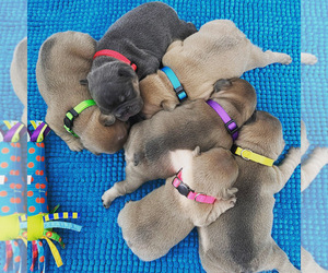 French Bulldog Puppy for sale in TAMPA, FL, USA