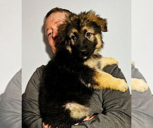 German Shepherd Dog Puppy for sale in ENOLA, PA, USA