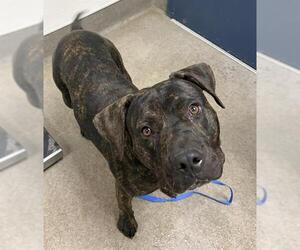 Mutt Dogs for adoption in HESPERIA, CA, USA