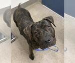A128922 - Male Mutt Dog for Adoption - Small photo