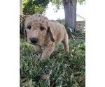 Small Photo #1 Goldendoodle Puppy For Sale in MERRITT IS, FL, USA