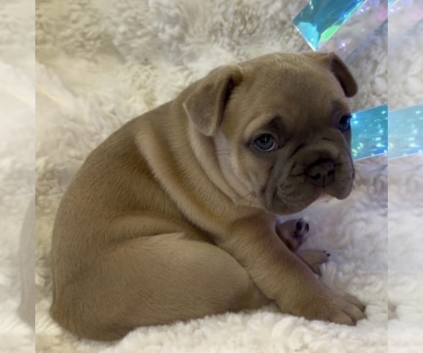 Medium Photo #12 French Bulldog Puppy For Sale in WEXFORD, PA, USA