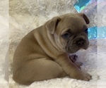 Small Photo #12 French Bulldog Puppy For Sale in WEXFORD, PA, USA