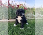 Small Photo #1 Bernedoodle Puppy For Sale in BURLEY, ID, USA
