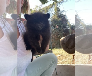 Pomeranian Puppy for sale in LONG BEACH, CA, USA