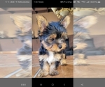 Small Photo #1 Yorkshire Terrier Puppy For Sale in PERRIS, CA, USA