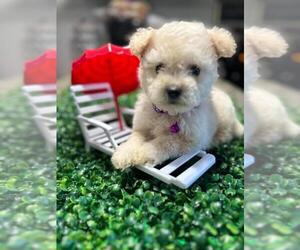 Maltipoo Puppy for sale in BALDWIN PARK, CA, USA