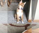 Small Photo #7 Shiba Inu Puppy For Sale in NEW ULM, MN, USA