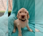 Puppy 8 Poodle (Standard)
