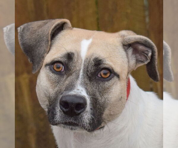 Medium Photo #3 Mutt Puppy For Sale in Huntley, IL, USA