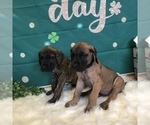 Small Photo #17 Great Dane Puppy For Sale in GREENBRIER, TN, USA