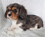 Puppy Puppy 3 Male Cavalier King Charles Spaniel
