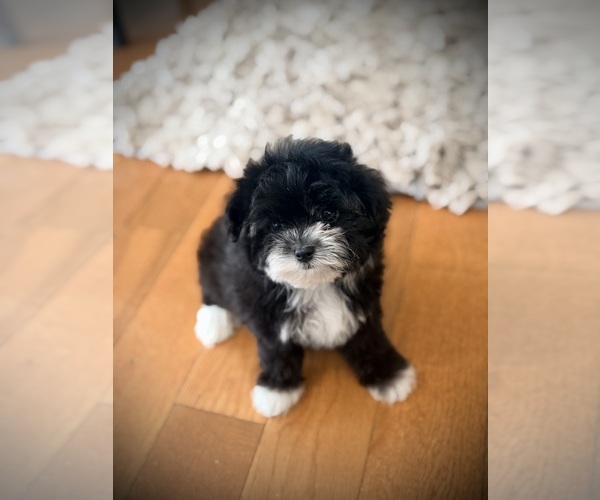 Medium Photo #2 Maltipoo (Toy) Puppy For Sale in CROSSVILLE, TN, USA