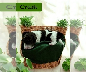 Bernedoodle-Poodle (Standard) Mix Puppy for sale in MENIFEE, CA, USA