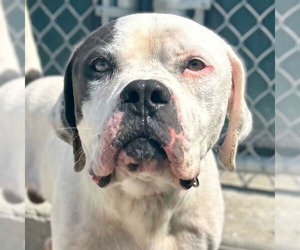 Medium Photo #1 American Bulldog-Unknown Mix Puppy For Sale in Jefferson, WI, USA