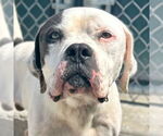Small American Bulldog Mix
