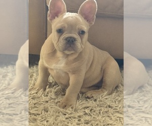 Medium French Bulldog
