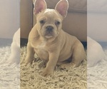 Puppy Ollie French Bulldog