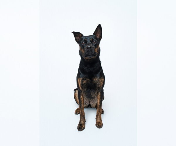 Medium Photo #8 Mutt Puppy For Sale in Houston, TX, USA