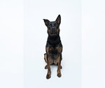Small #7 Mutt