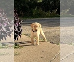 Small Photo #4 Labrador Retriever Puppy For Sale in WESTBY, WI, USA