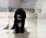 Puppy White face Sheepadoodle