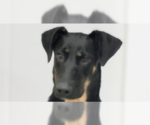Small Doberman Pinscher